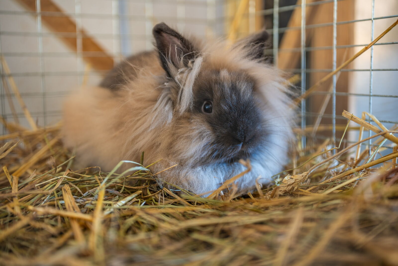 Farm bunny at Ten Talents Farm