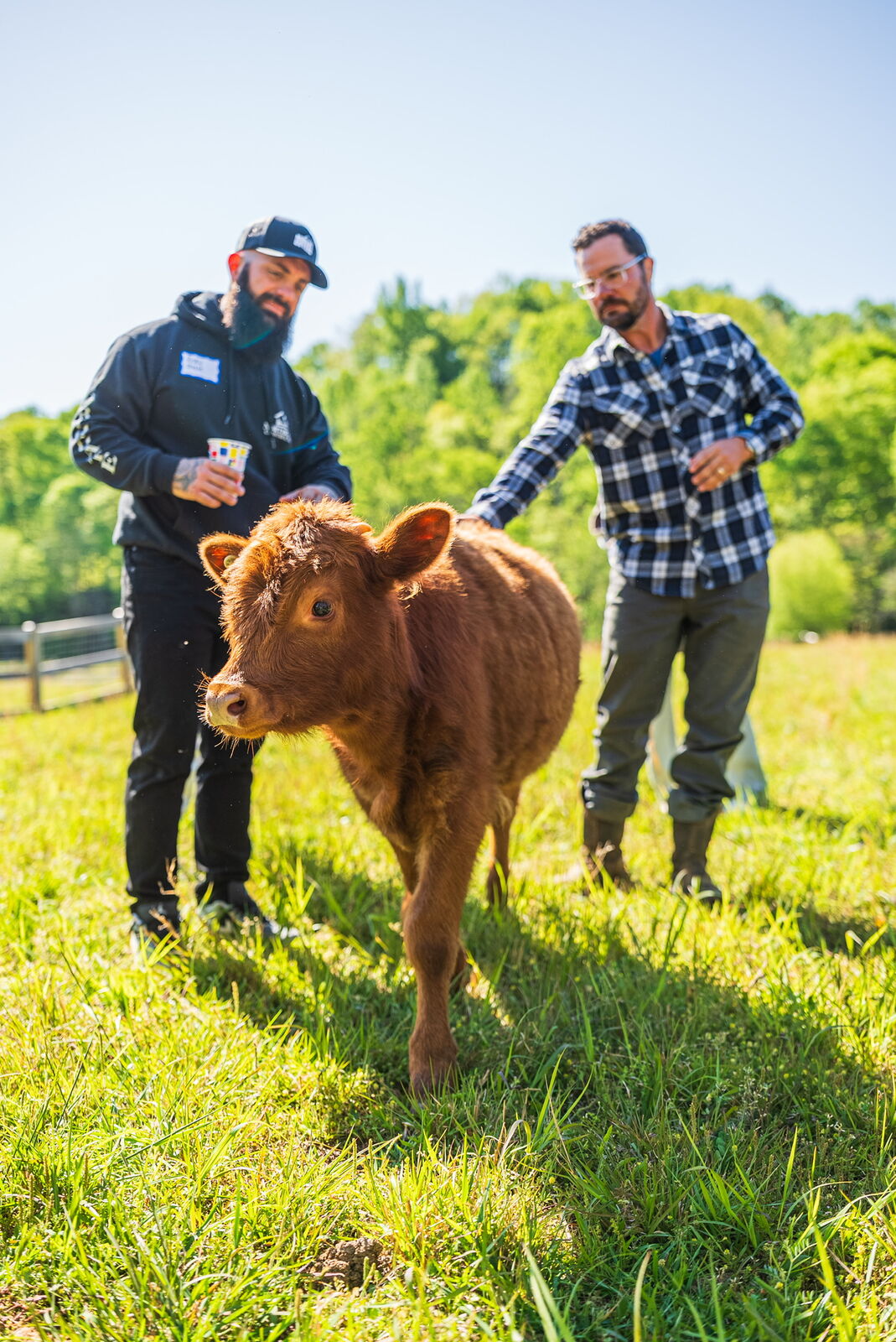 Highland cattle tour on the farm